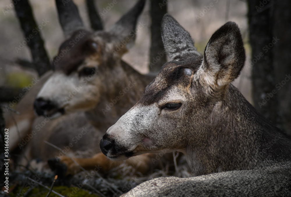 Two white-tailed deer (Odocoileus virginianus) in spring time, Canada Two white-tailed deer (Odocoileus virginianus) in spring time, Canada