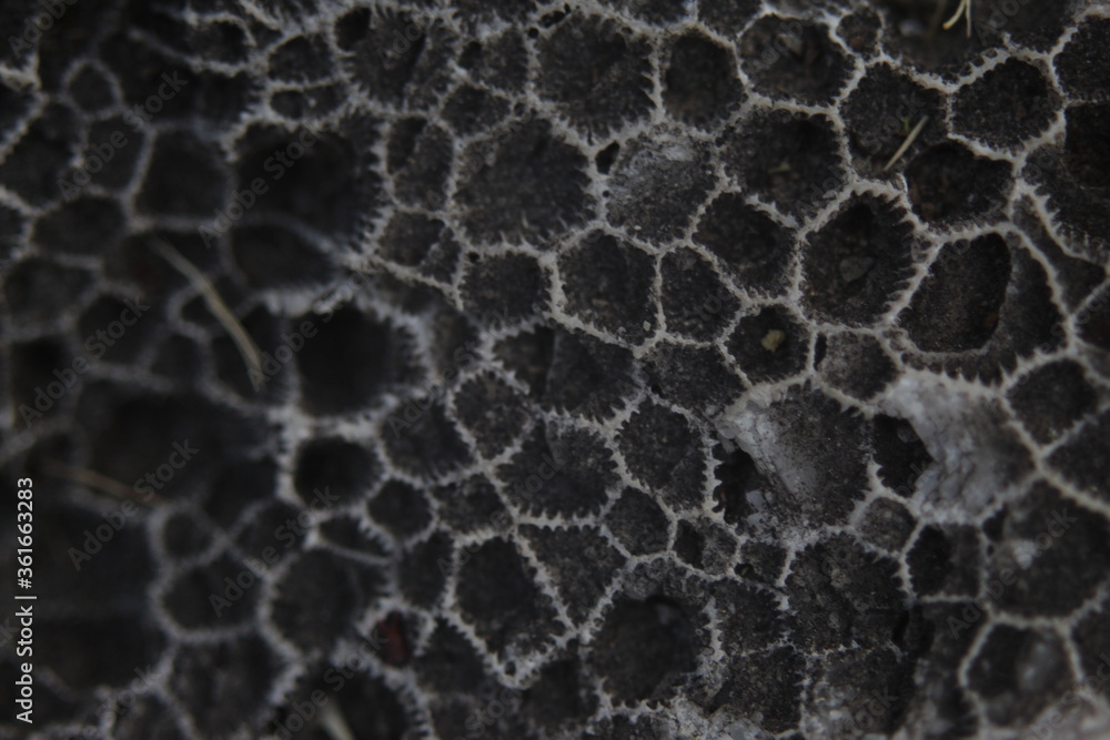 Obraz premium honeycomb shaped pattern in the rock