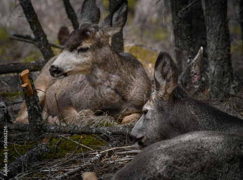 Two white-tailed deer (Odocoileus virginianus) in spring time, Canada © MikeHubert