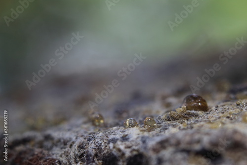 yellow tree syrup on a tree branch macro