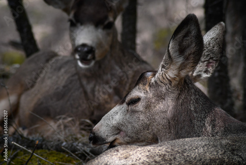 Two white-tailed deer (Odocoileus virginianus) in spring time, Canada