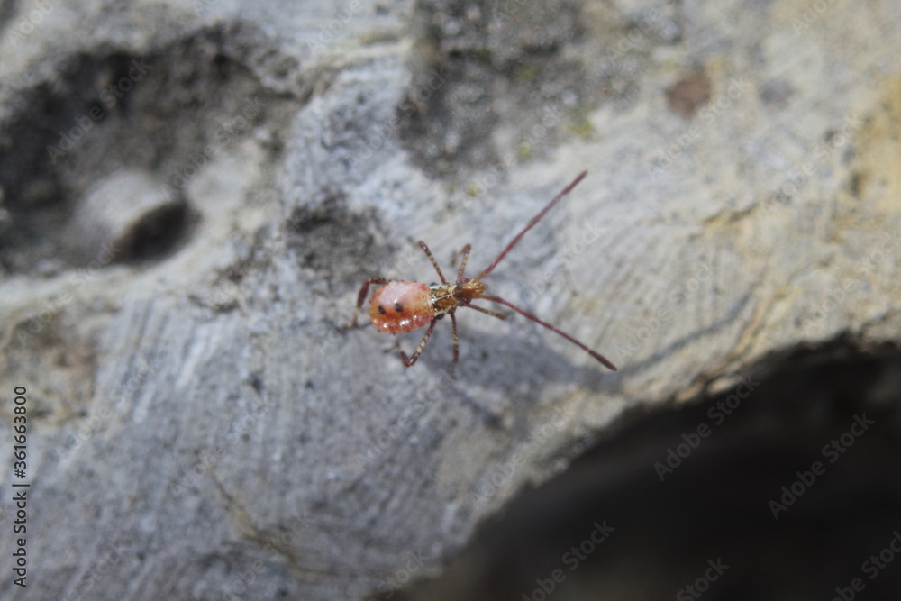 assassin bug on the edge of the rock