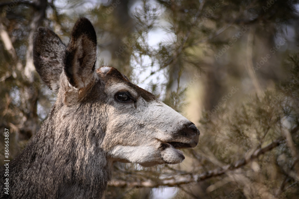 White-tailed deer (Odocoileus virginianus) in spring time, Canada White-tailed deer (Odocoileus virginianus) in spring time, Canada