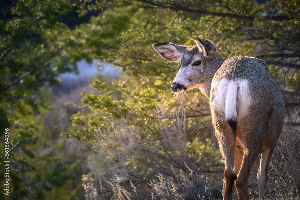 Fototapeta premium White-tailed deer (Odocoileus virginianus) in spring time, Canada