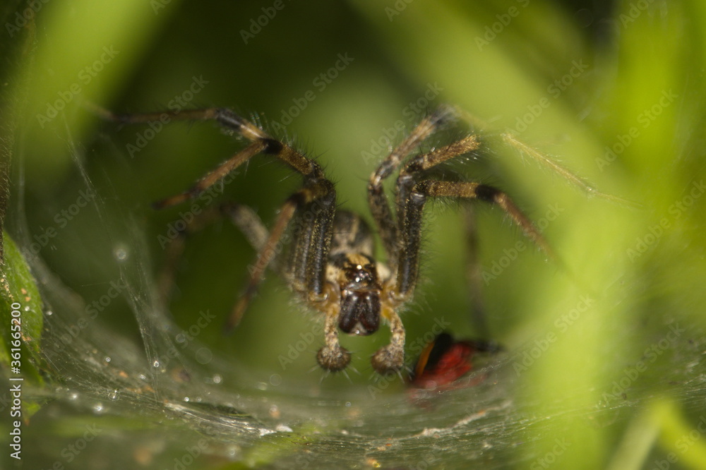 big ugly spider big ugly spider