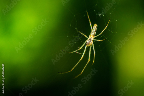 Wallpaper Mural Araignée Torontodigital.ca