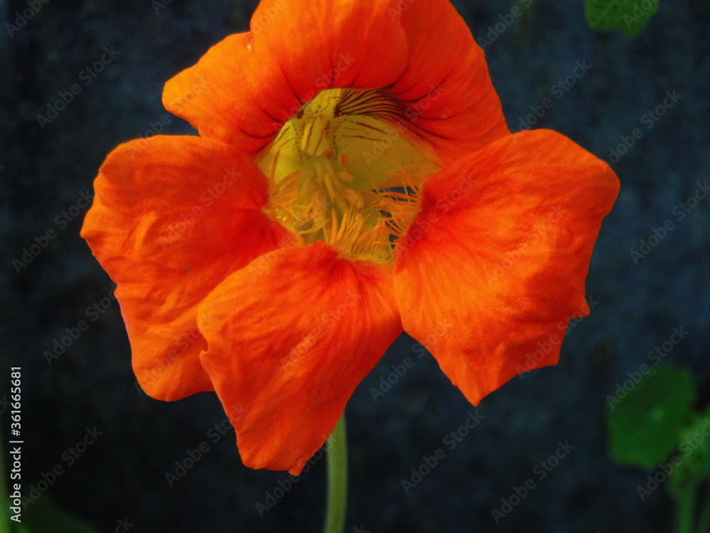 Obraz premium red poppy flower