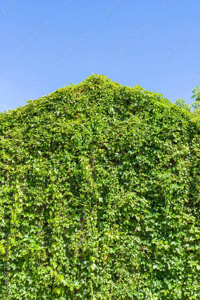 creeper coveres the house in summer with green leaves.