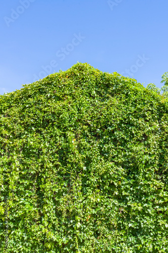 creeper coveres the house in summer with green leaves.