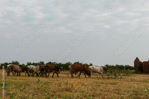 A herd of cows walking in rural scene in Morogoro Tanzania © starkvisuals