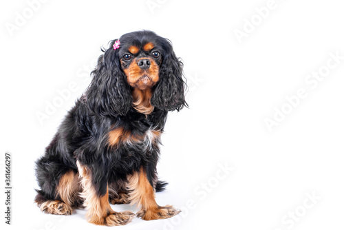 Adorable Cavalier King Charles Spaniel dog wears a cute pink bow in her fur after getting groomed. photo