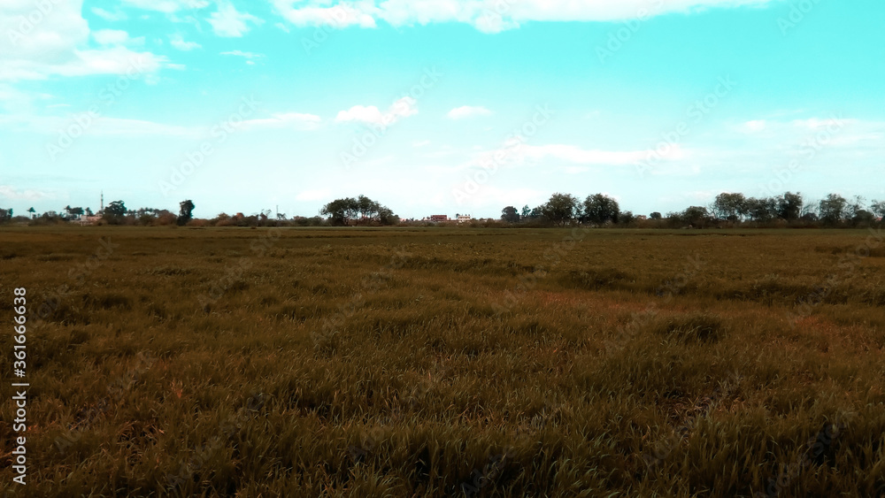 beautiful field of wheat 