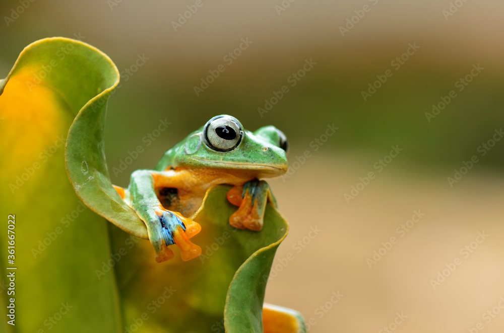 Obraz premium frog