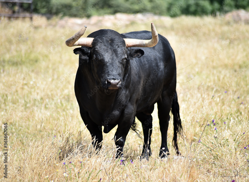 strong bull with big horns on the spanish field strong bull with big horns on the spanish field