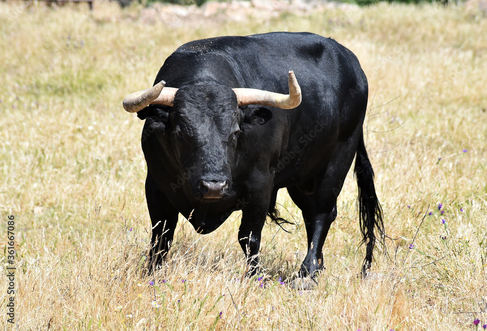strong bull with big horns on the spanish field strong bull with big horns on the spanish field