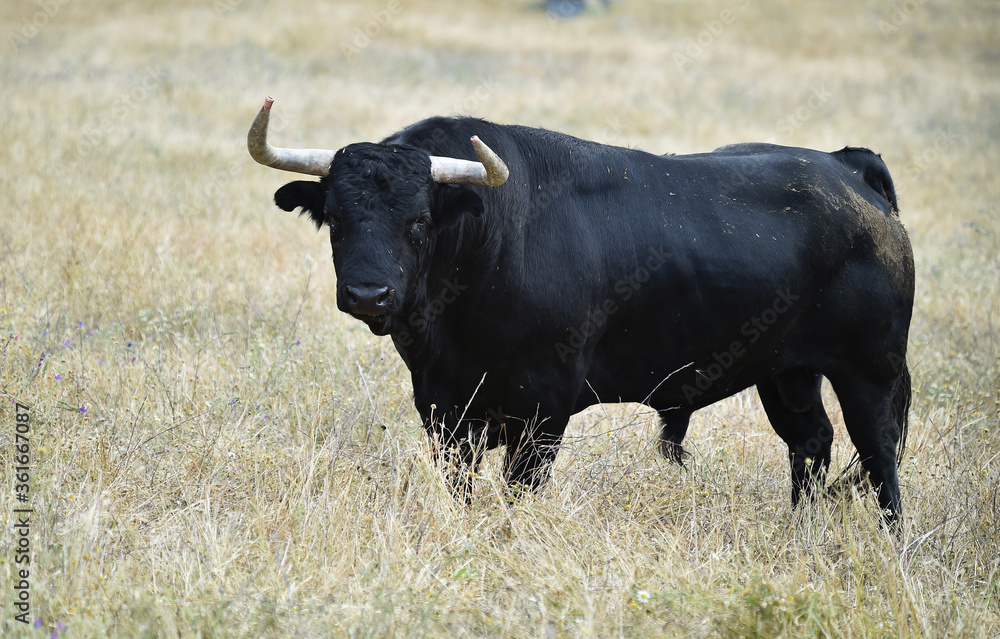 strong bull with big horns on the spanish field