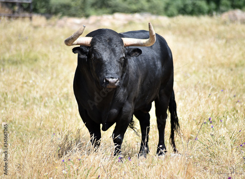 strong bull with big horns on the spanish field