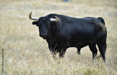Fototapeta Naklejka Na Ścianę i Meble -  strong bull with big horns on the spanish field