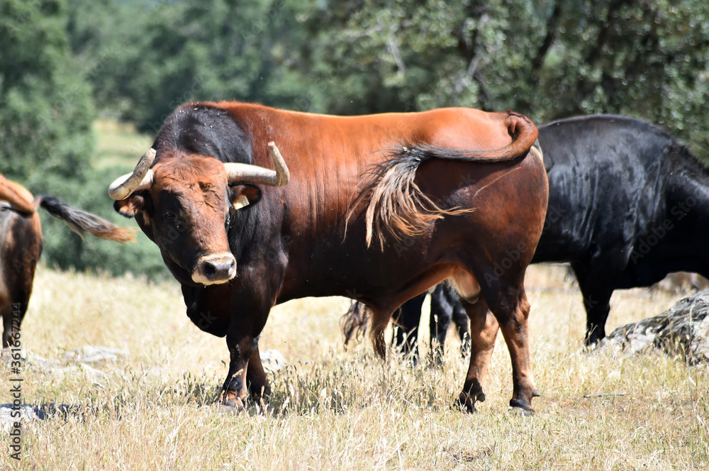 strong bull with big horns on the spanish field strong bull with big horns on the spanish field