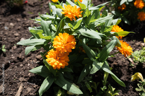 Fleurs du jardin botanique de Montréal