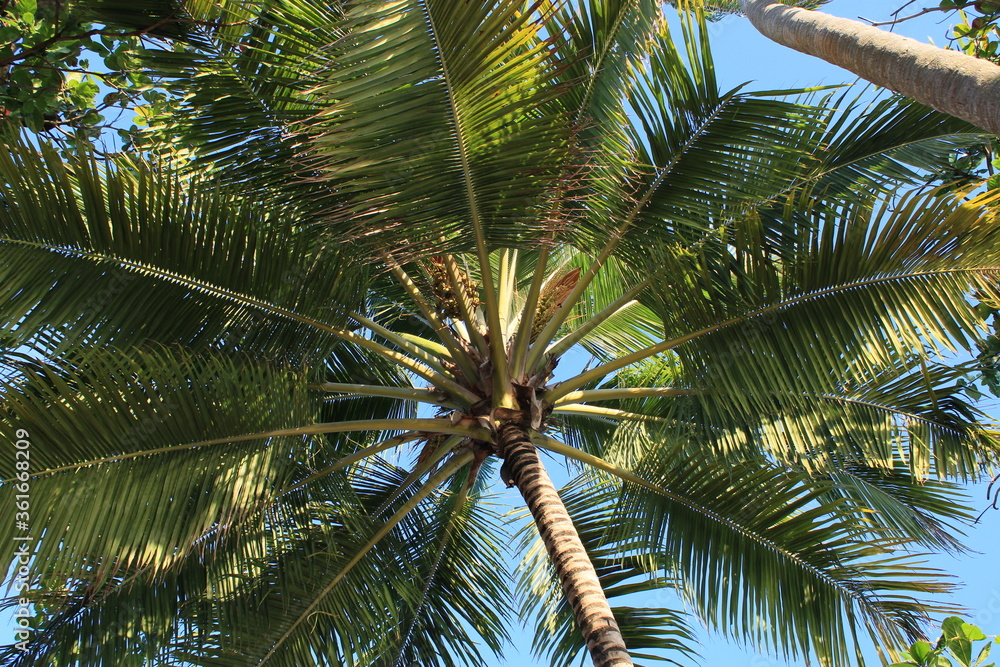 Obraz premium Coqueiro