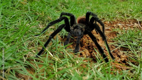 A brown tarantula posing for the camera 