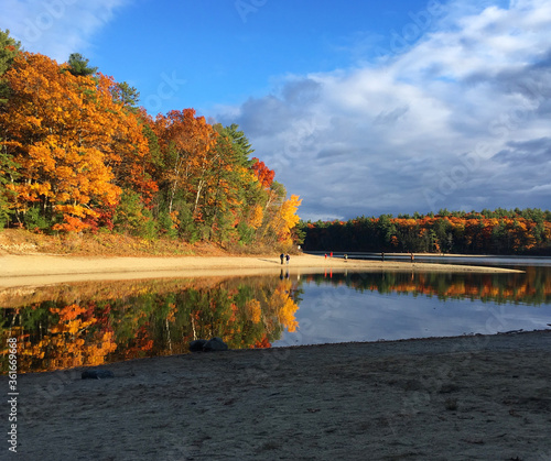 Peak Fall foliage around Walden Pond on a crisp Autumn day in Concord Mass