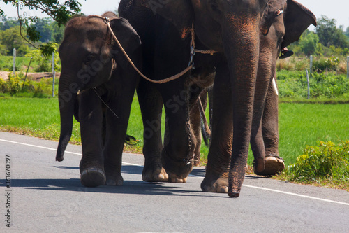 elephants in the road