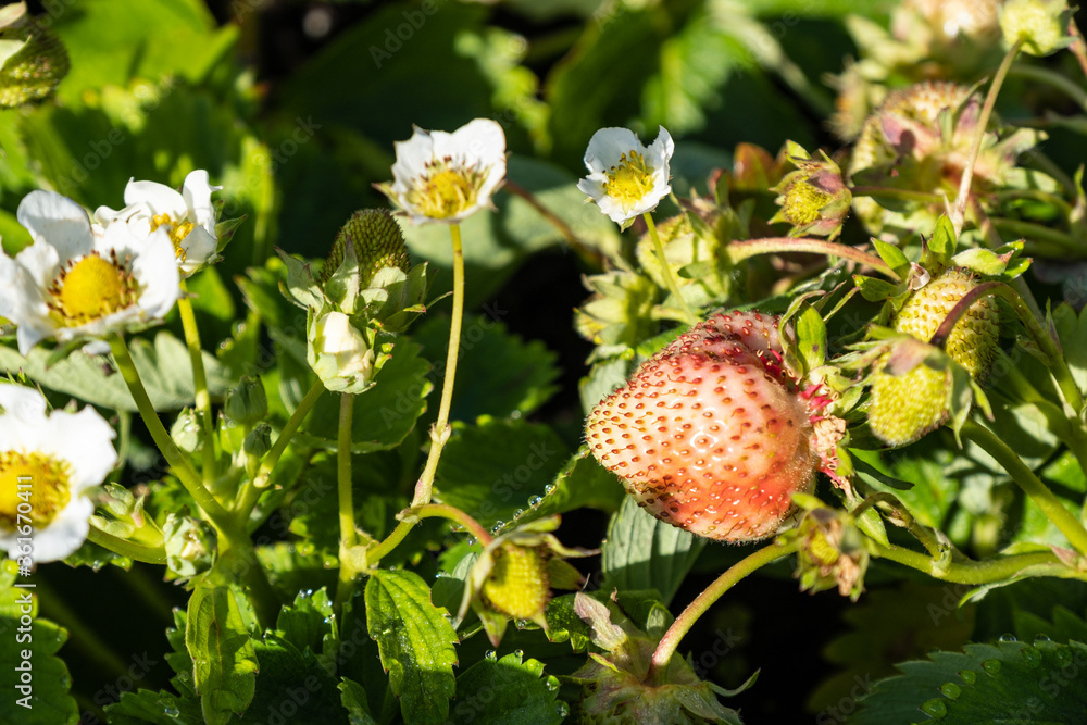 close up of a big red strawberry grown besides tiny white flowers in the garden under the sun close up of a big red strawberry grown besides tiny white flowers in the garden under the sun