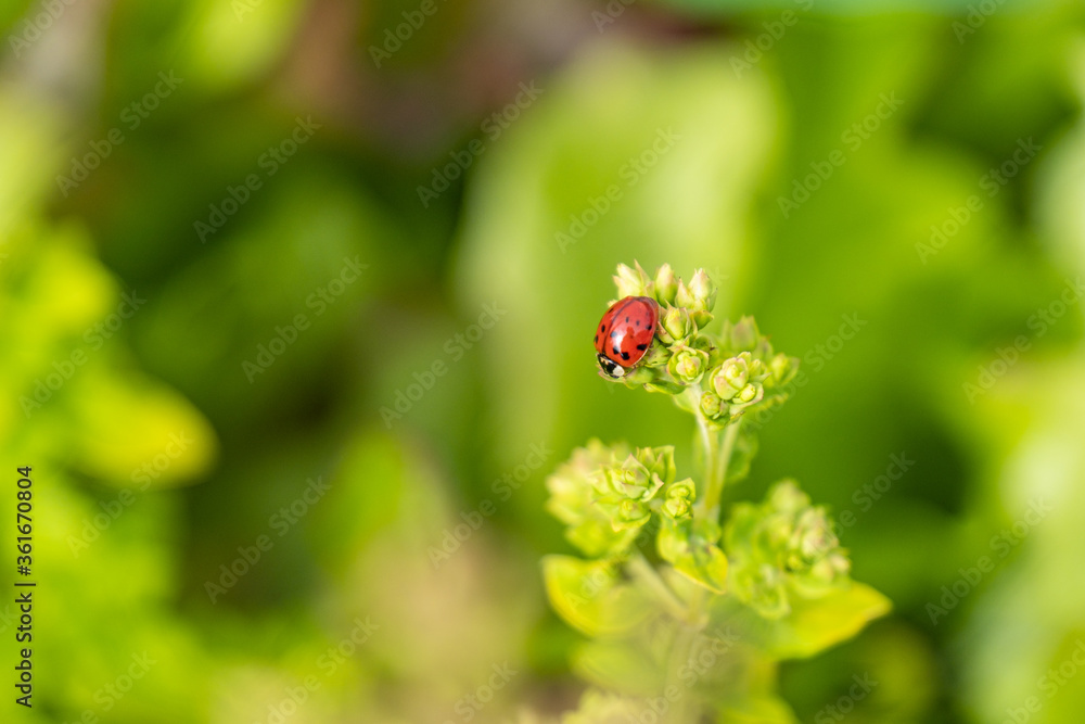 close up of a tiny ladybug resting on top of a branch in the garden with creamy green background close up of a tiny ladybug resting on top of a branch in the garden with creamy green background