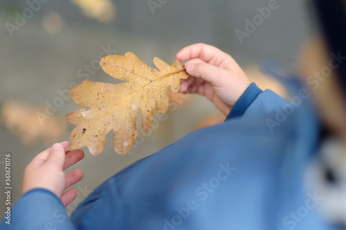 Little child explore a drops of water on fallen oak leaf. Kid exploring nature. Activity for inquisitive child.