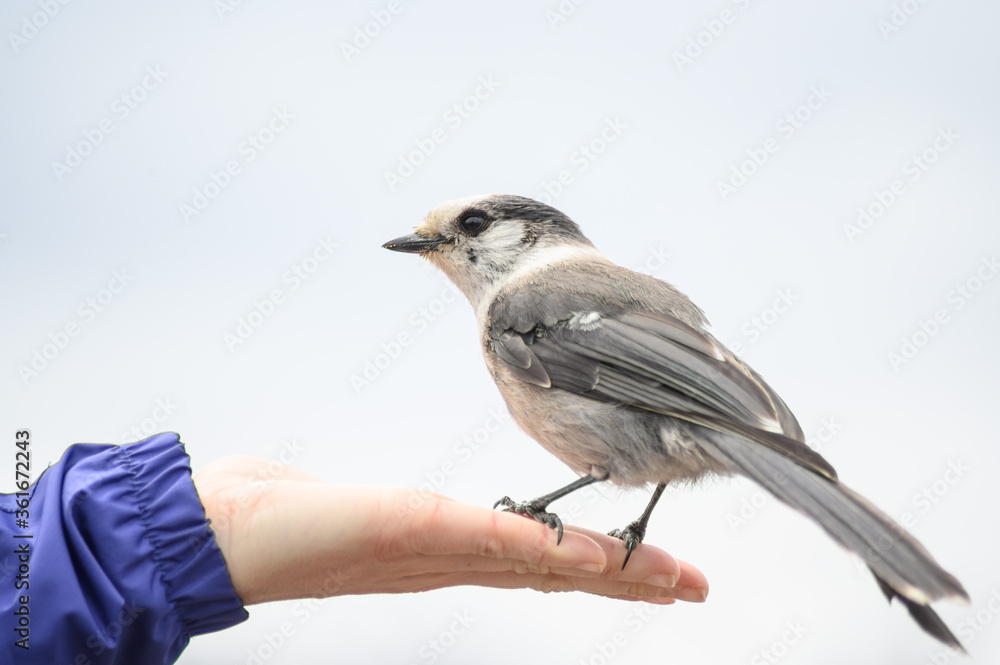 Obraz premium Grey Jay (Perisoreus canadensis), Canada