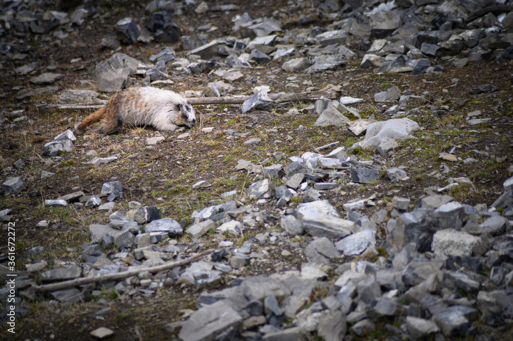 Hoary Marmot (Marmota caligata), Canada Hoary Marmot (Marmota caligata), Canada