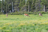Three forest deer grazing in a grassy area