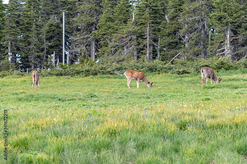 Three forest deer grazing in a grassy area