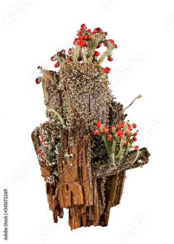 Cutout of Cladonia cristatella or British Soldiers Lichen growing on old wooden fence post in West Virginia against white background photo