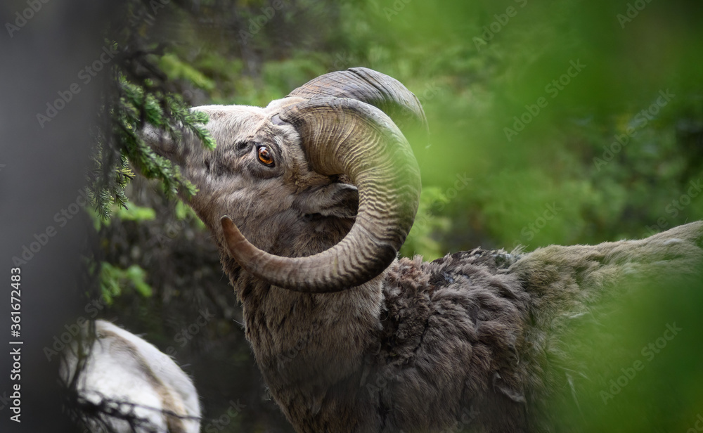 Bighorn sheep (Ovis canadensis), Canada Bighorn sheep (Ovis canadensis), Canada
