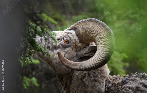 Bighorn sheep (Ovis canadensis), Canada © MikeHubert