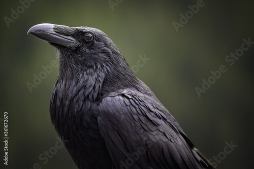 The Raven  Corvus corax   Canada