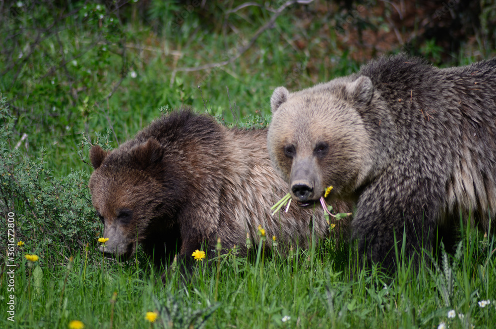 Fototapeta premium Grizzly Bears (Ursus arctos horribilis), Canada