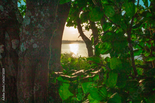 tree in the jungle