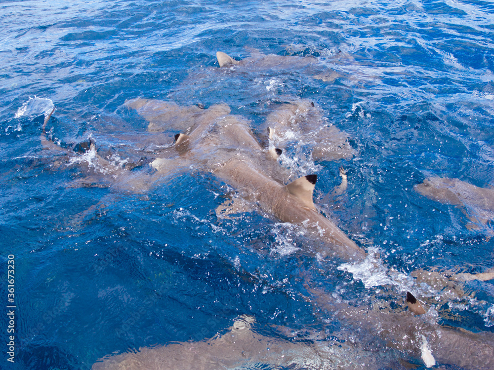 Obraz premium 水面近くを泳ぐブラックチプリーフシャーク・ツマグロザメ、Carcharhinus melanopterus、(水面から)。ミクロネシア連邦ヤップ島