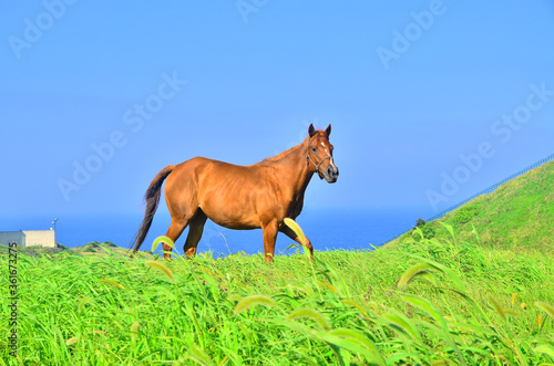 horse in the meadow © Photo Yoon