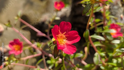 Beautifull red flower