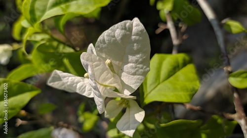 Beautiful white flower