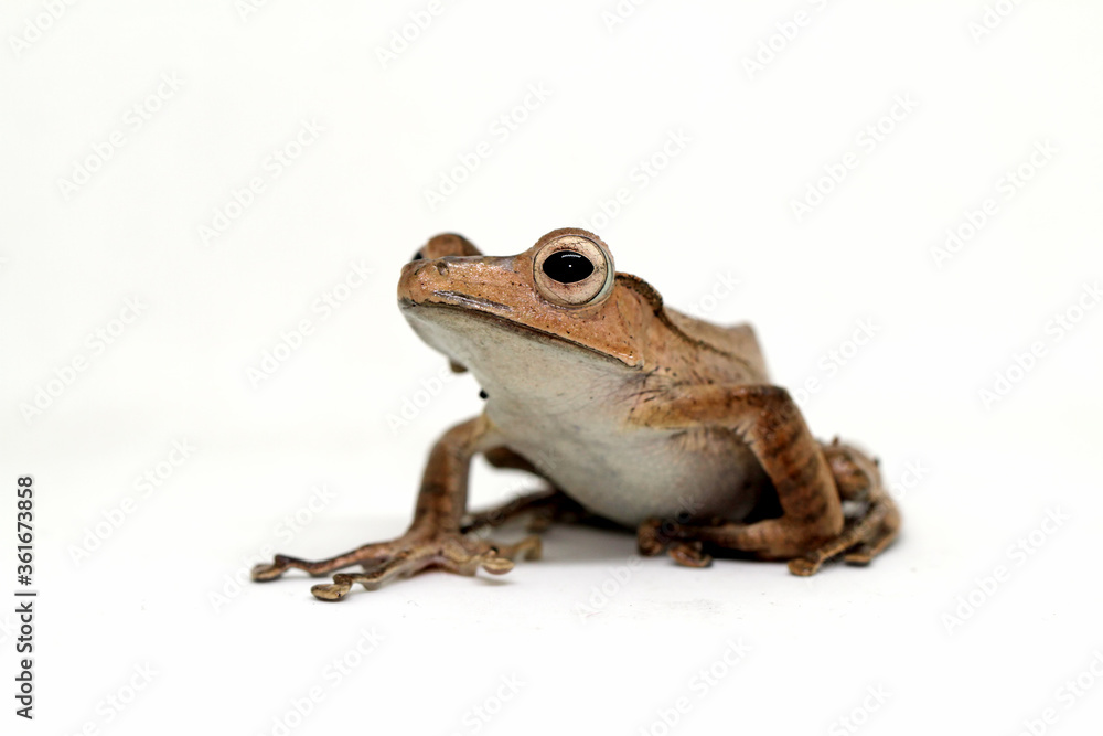 Polypedates otilophus, borneo eared tree frog with white background Polypedates otilophus, borneo eared tree frog with white background