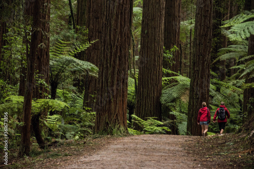 Hiking trail in redwood forest Rotorua, New Zealand photo