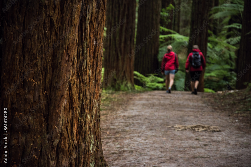 Hiking trail in redwood forest Rotorua, New Zealand Hiking trail in redwood forest Rotorua, New Zealand