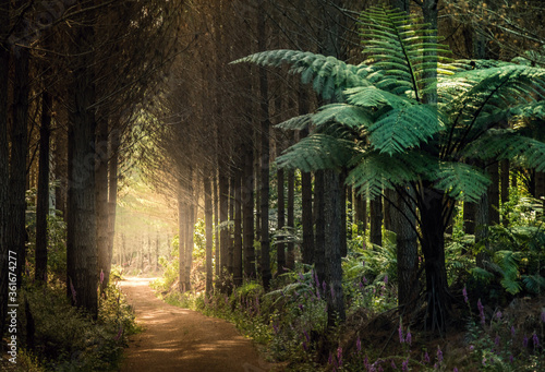 Forest with ferns, New Zealand photo
