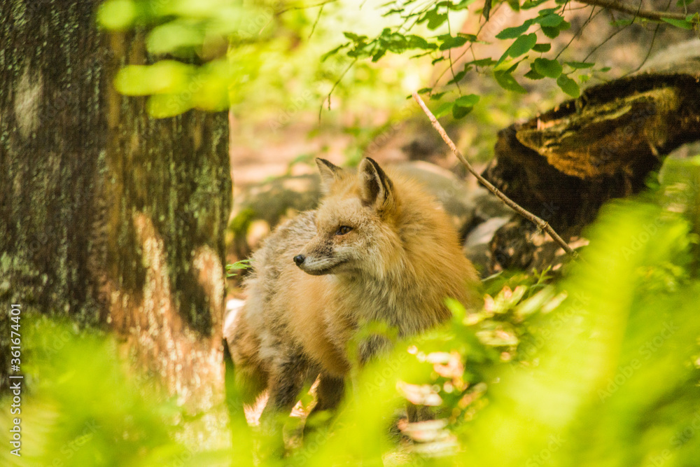 Obraz premium red fox Vulpes vulpes wildlife looking around